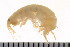  ( - HUNTSAMP0022)  @11 [ ] CreativeCommons - Attribution (2010) Unspecified Centre for Biodiversity Genomics