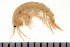  ( - HUNTSAMP0029)  @13 [ ] CreativeCommons - Attribution (2010) Unspecified Centre for Biodiversity Genomics