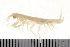  ( - HUNTSAMP0036)  @14 [ ] CreativeCommons - Attribution (2010) Unspecified Centre for Biodiversity Genomics