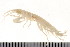  ( - HUNTSAMP0038)  @14 [ ] CreativeCommons - Attribution (2010) Unspecified Centre for Biodiversity Genomics