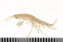  ( - HUNTSAMP0039)  @13 [ ] CreativeCommons - Attribution (2010) Unspecified Centre for Biodiversity Genomics