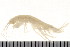  ( - HUNTSAMP0040)  @13 [ ] CreativeCommons - Attribution (2010) Unspecified Centre for Biodiversity Genomics