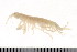  ( - HUNTSAMP0043)  @13 [ ] CreativeCommons - Attribution (2010) Unspecified Centre for Biodiversity Genomics