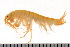  ( - HUNTSAMP0050)  @11 [ ] CreativeCommons - Attribution (2010) Unspecified Centre for Biodiversity Genomics