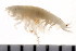  ( - HUNTSAMP0058)  @13 [ ] CreativeCommons - Attribution (2010) Unspecified Centre for Biodiversity Genomics