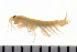  ( - HUNTSAMP0061)  @13 [ ] CreativeCommons - Attribution (2010) Unspecified Centre for Biodiversity Genomics