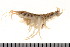  ( - HUNTSAMP0075)  @13 [ ] CreativeCommons - Attribution (2010) Unspecified Centre for Biodiversity Genomics