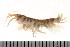 ( - HUNTSAMP0079)  @14 [ ] CreativeCommons - Attribution (2010) Unspecified Centre for Biodiversity Genomics