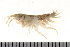  ( - HUNTSAMP0080)  @12 [ ] CreativeCommons - Attribution (2010) Unspecified Centre for Biodiversity Genomics