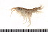  ( - HUNTSAMP0081)  @13 [ ] CreativeCommons - Attribution (2010) Unspecified Centre for Biodiversity Genomics