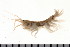  ( - HUNTSAMP0083)  @12 [ ] CreativeCommons - Attribution (2010) Unspecified Centre for Biodiversity Genomics