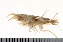  ( - HUNTSAMP0084)  @12 [ ] CreativeCommons - Attribution (2010) Unspecified Centre for Biodiversity Genomics