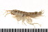  ( - HUNTSAMP0087)  @14 [ ] CreativeCommons - Attribution (2010) Unspecified Centre for Biodiversity Genomics