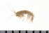  ( - HUNTSAMP0091)  @13 [ ] CreativeCommons - Attribution (2010) Unspecified Centre for Biodiversity Genomics