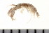  (Crassicorophium - HUNTSAMP0093)  @13 [ ] CreativeCommons - Attribution (2010) Unspecified Centre for Biodiversity Genomics