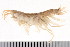  ( - HUNTSAMP0096)  @14 [ ] CreativeCommons - Attribution (2010) Unspecified Centre for Biodiversity Genomics