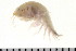  (Ampelisca vadorum - HUNTSAMP0098)  @13 [ ] CreativeCommons - Attribution (2010) Unspecified Centre for Biodiversity Genomics