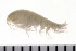  (Haploops - HUNTSAMP0100)  @14 [ ] CreativeCommons - Attribution (2010) Unspecified Centre for Biodiversity Genomics