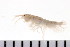  ( - HUNTSAMP0111)  @13 [ ] CreativeCommons - Attribution (2010) Unspecified Centre for Biodiversity Genomics