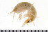  (Gammarus lawrencianus - HUNTSAMP0119)  @14 [ ] CreativeCommons - Attribution (2010) Unspecified Centre for Biodiversity Genomics