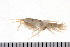  (Leptocheirus - HUNTSAMP0133)  @14 [ ] CreativeCommons - Attribution (2010) Unspecified Centre for Biodiversity Genomics
