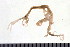  ( - HUNTSAMP0151)  @13 [ ] CreativeCommons - Attribution (2010) Unspecified Centre for Biodiversity Genomics