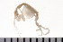  ( - HUNTSAMP0161)  @13 [ ] CreativeCommons - Attribution (2010) Unspecified Centre for Biodiversity Genomics