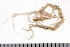  (Caprellidae - HUNTSAMP0167)  @14 [ ] CreativeCommons - Attribution (2010) Unspecified Centre for Biodiversity Genomics