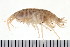  (Haplocheirini - HUNTSAMP0206)  @14 [ ] CreativeCommons - Attribution (2010) Unspecified Centre for Biodiversity Genomics