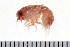 (Hyperia - HUNTSAMP0216)  @14 [ ] CreativeCommons - Attribution (2010) Unspecified Centre for Biodiversity Genomics