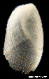  ( - MM438)  @13 [ ] CreativeCommons - Attribution Non-Commercial Share-Alike (2014) Manuel Malaquias Bergen Museum Natural History