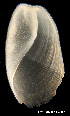  ( - MM438)  @13 [ ] CreativeCommons - Attribution Non-Commercial Share-Alike (2014) Manuel Malaquias Bergen Museum Natural History