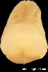  (Philinidae - MM439)  @13 [ ] CreativeCommons - Attribution Non-Commercial Share-Alike (2014) Manuel Malaquias Bergen Museum Natural History