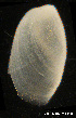  ( - MM439)  @12 [ ] CreativeCommons - Attribution Non-Commercial Share-Alike (2014) Manuel Malaquias Bergen Museum Natural History