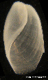  ( - MM439)  @13 [ ] CreativeCommons - Attribution Non-Commercial Share-Alike (2014) Manuel Malaquias Bergen Museum Natural History
