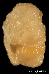  (Laona - MM440)  @12 [ ] CreativeCommons - Attribution Non-Commercial Share-Alike (2014) Manuel Malaquias Bergen Museum Natural History