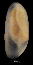  ( - MMCN40)  @13 [ ] CreativeCommons - Attribution Non-Commercial Share-Alike (2014) Manuel Malaquias Bergen Museum Natural History