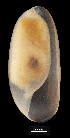  ( - MMCN40)  @12 [ ] CreativeCommons - Attribution Non-Commercial Share-Alike (2014) Manuel Malaquias Bergen Museum Natural History