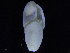  (Laonidae - CN 113)  @13 [ ] CreativeCommons - Attribution Non-Commercial Share-Alike (2014) Manuel Malaquias Bergen Museum Natural History