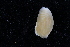  ( - CN 139)  @12 [ ] CreativeCommons - Attribution Non-Commercial Share-Alike (2014) Manuel Malaquias Bergen Museum Natural History