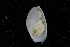  (Scaphander - CN 143)  @14 [ ] CreativeCommons - Attribution Non-Commercial Share-Alike (2014) Manuel Malaquias Bergen Museum Natural History