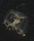  ( - HYPNO_0739)  @11 [ ] CreativeCommons - Attribution Non-Commercial Share-Alike (2018) University of Bergen Natural History Collections