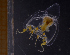  ( - HYPNO_0818)  @11 [ ] CreativeCommons - Attribution Non-Commercial Share-Alike (2018) University of Bergen Natural History Collections