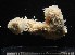  ( - HSW017)  @11 [ ] by-nc-sa (2024) Joan J. Soto-Angel University Museum of Bergen, Natural History Collections