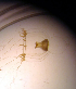  ( - NH0074)  @11 [ ] by-nc-sa (2024) Luis Martell University Museum of Bergen, Natural History Collections