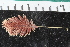  ( - ZMBN_108104)  @11 [ ] CreativeCommons - Attribution Non-Commercial Share-Alike (2018) University of Bergen Natural History Collections