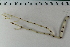  (Isidella lofotensis - ZMBN_108132)  @11 [ ] CreativeCommons - Attribution Non-Commercial Share-Alike (2018) University of Bergen Natural History Collections