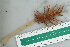  ( - ZMBN_116532)  @11 [ ] CreativeCommons - Attribution Non-Commercial Share-Alike (2018) University of Bergen Natural History Collections
