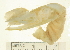  ( - 12NJNB0209)  @11 [ ] CreativeCommons - Attribution (2013) CBG Photography Group Centre for Biodiversity Genomics