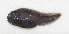  ( - ZMUB Fish_21736)  @11 [ ] CreativeCommons - Attribution Non-Commercial Share-Alike (2016) University of Bergen Natural History Collections